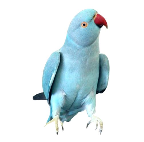 Aves